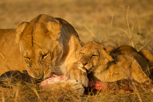 lion